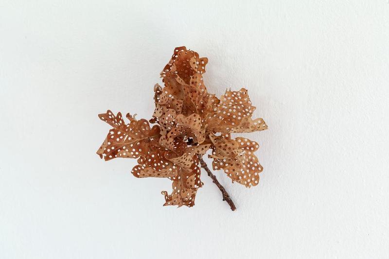 Trude Friedrich, flüstern, 2020, Eichenblätter, 12 x 13 x 10 cm