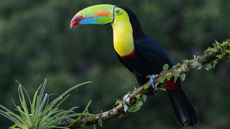 Fernweh Festival: Costa Rica