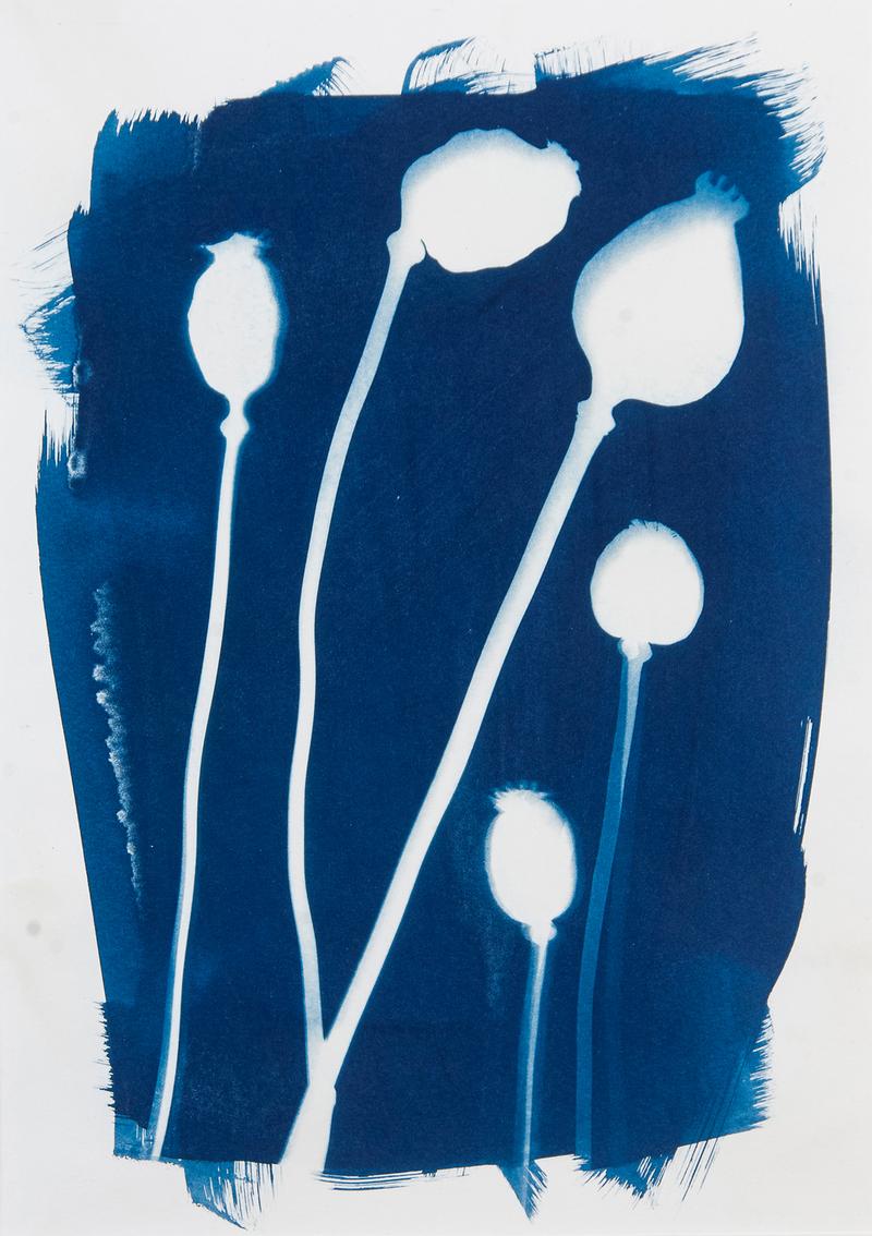 Bruno Weiß: Cyanotypie