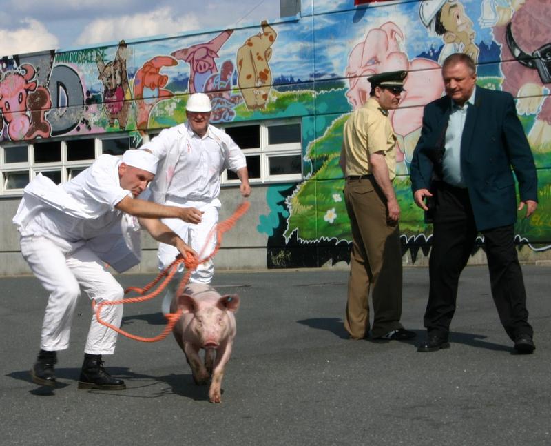 Frischfleisch - Schweinejagd im Schlachthof